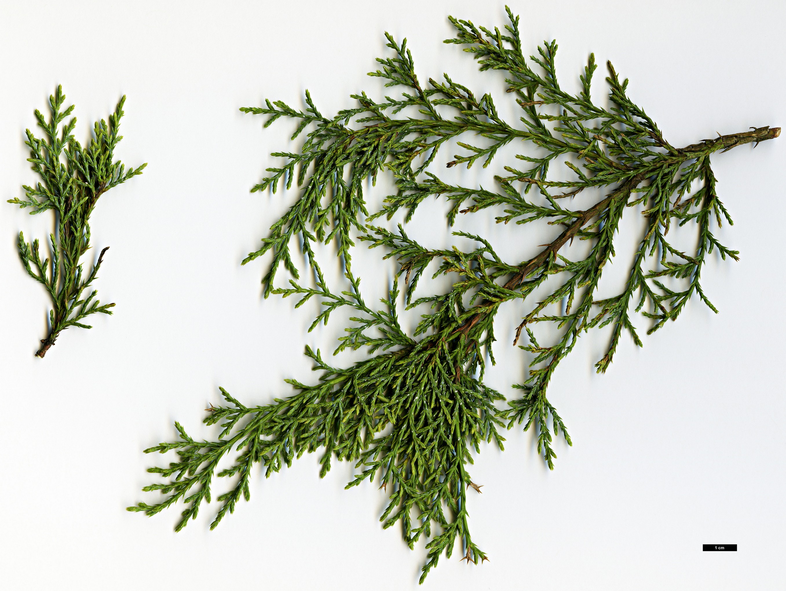 High resolution image: Family: Cupressaceae - Genus: Juniperus - Taxon: deppeana - SpeciesSub: var. sperryi